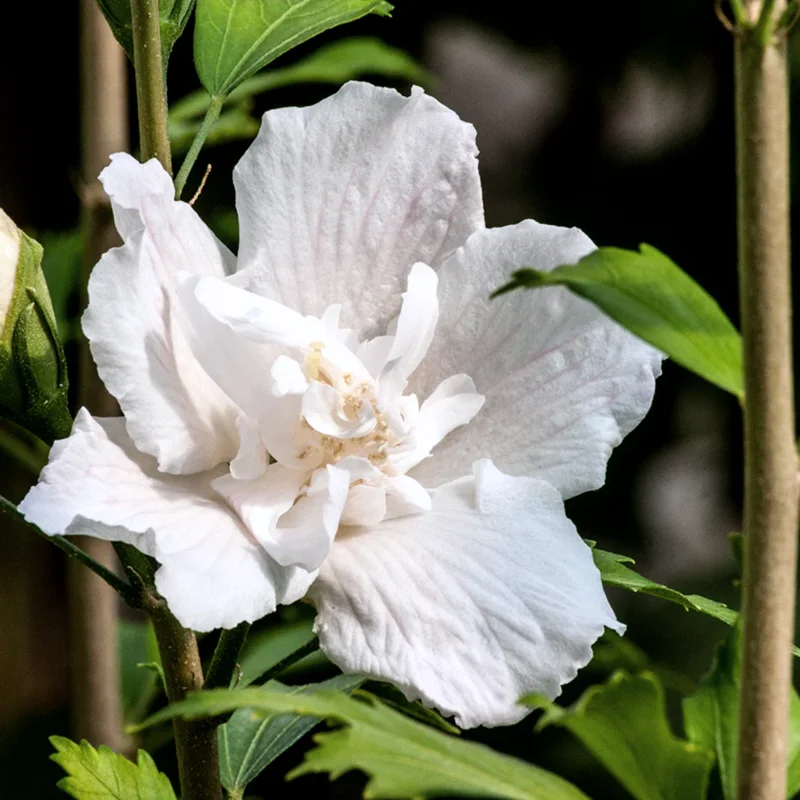 White Rose Of Sharon Althea