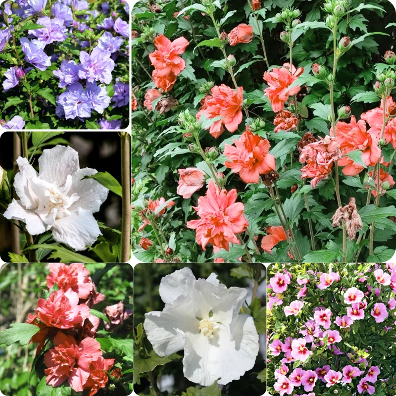 Mix Rose Of Sharon Althea