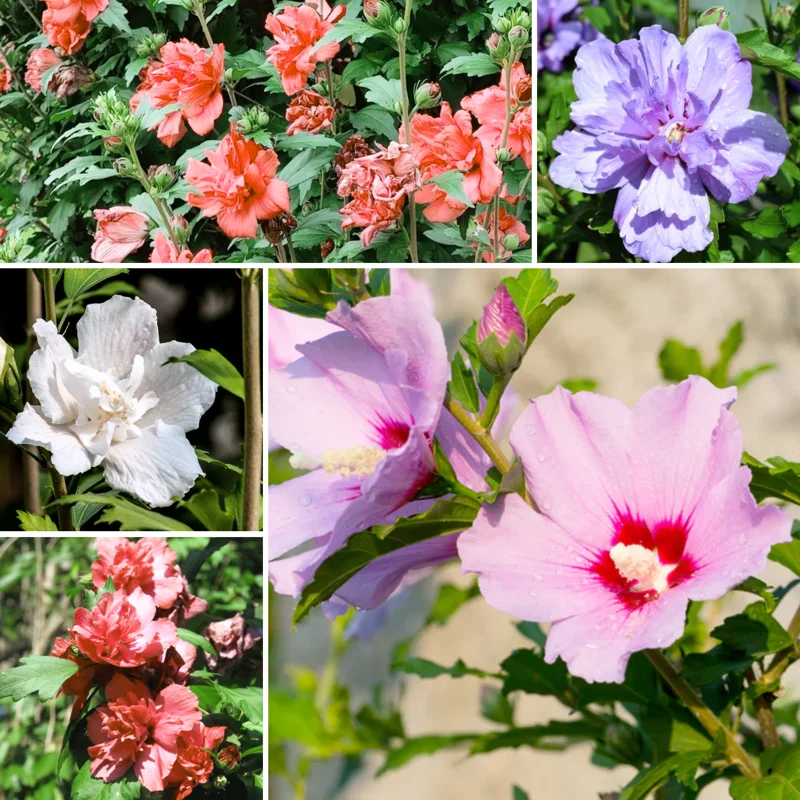 Mix Rose Of Sharon Althea