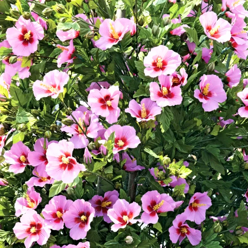 Purple Pink Rose Of Sharon Althea