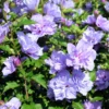 Purple Rose Of Sharon Althea