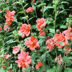 Red Rose Of Sharon Althea