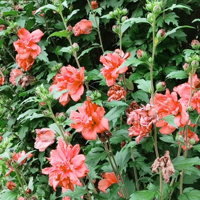 Red Rose Of Sharon Althea
