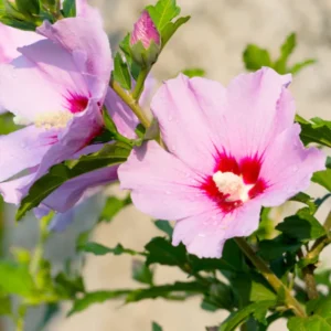 Purple Pink Rose Of Sharon Althea