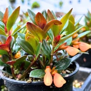 Goldfish Plant Live Indoor Houseplant 4-Inch Orange Flowers