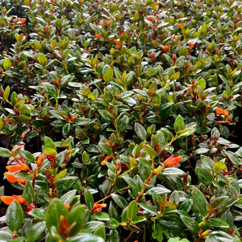 Goldfish Plant Live Indoor Houseplant 4-Inch Orange Flowers