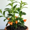 Goldfish Plant Live Indoor Houseplant 4-Inch Orange Flowers