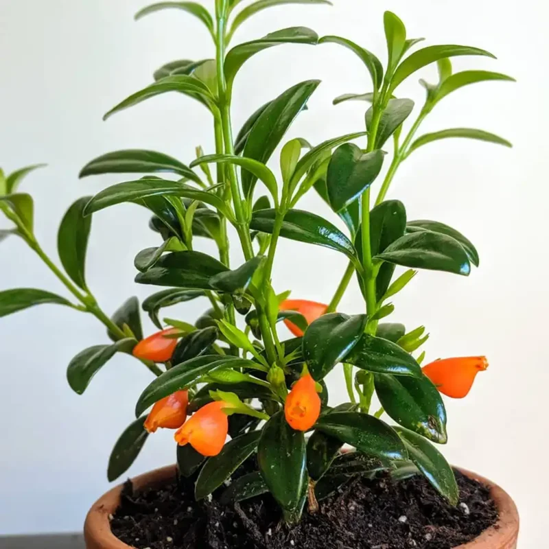 Goldfish Plant Live Indoor Houseplant 4-Inch Orange Flowers