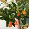 Goldfish Plant Live Indoor Houseplant 4-Inch Orange Flowers