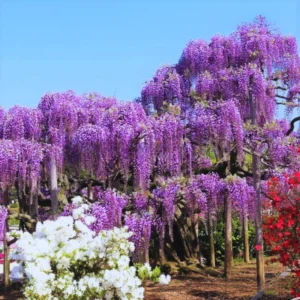 Purple Wisteria Tree, Wisteria Tree Live Plant, Wisteria Vine Live Plant, 12 to 15 Inch Tall, Bloom Sping and Early Summer