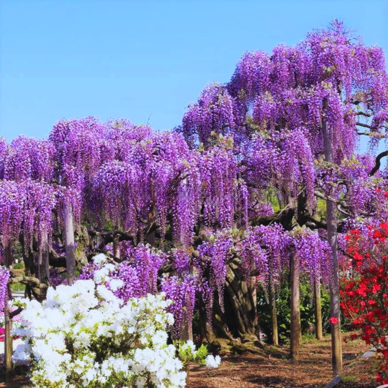 Purple Wisteria Tree, Wisteria Tree Live Plant, Wisteria Vine Live Plant, 12 to 15 Inch Tall, Bloom Sping and Early Summer