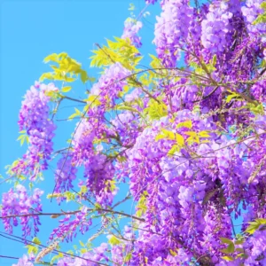 Purple Wisteria Tree, Wisteria Tree Live Plant, Wisteria Vine Live Plant, 12 to 15 Inch Tall, Bloom Sping and Early Summer