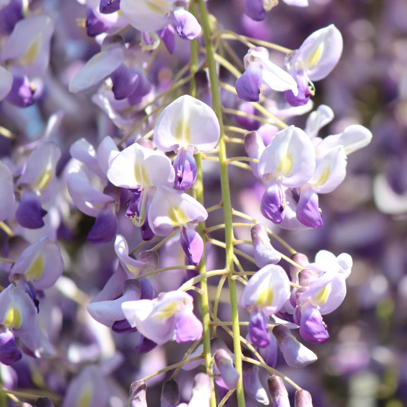Purple Wisteria Tree, Wisteria Tree Live Plant, Wisteria Vine Live Plant, 12 to 15 Inch Tall, Bloom Sping and Early Summer