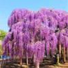 Purple Wisteria Tree, Wisteria Tree Live Plant, Full Roots, Easy to Plant, Wisteria Vine Live Plant 12 to 15 Inch, 2.5 Inch Pot