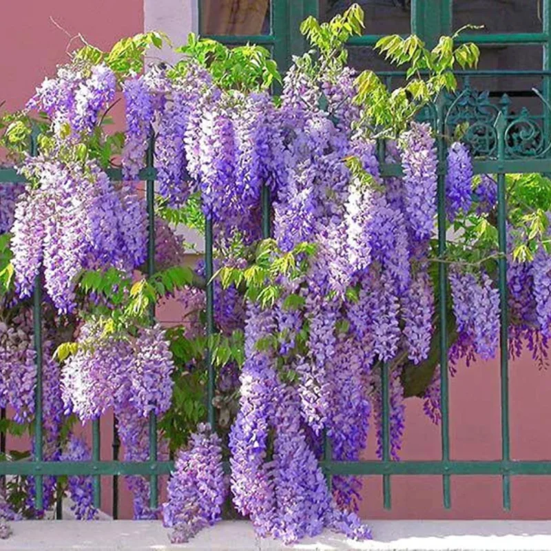 Purple Wisteria Tree, Wisteria Tree Live Plant, Wisteria Vine Live Plant, 12 to 15 Inch Tall, Bloom Sping and Early Summer