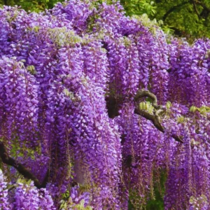 Blue Wisteria Tree Live Plant, Wisteria Vine Live Plant, Blue Flowering Wisteria 2.5” pot 12”-18”