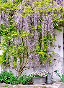 Set 2 Wisteria Tree, 12 to 15 Inch Tall, Well Rooted, Wisteria Tree Live Plant, Wisteria Vine Live Plant