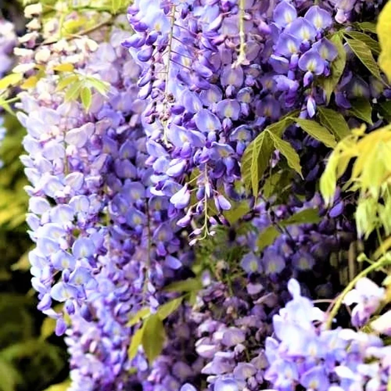 Set 2 Wisteria Tree, 12 to 15 Inch Tall, Well Rooted, Wisteria Tree Live Plant, Wisteria Vine Live Plant