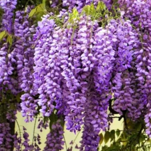 Set 2 Wisteria Tree, 12 to 15 Inch Tall, Well Rooted, Wisteria Tree Live Plant, Wisteria Vine Live Plant