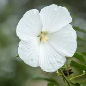 Live Rose of Sharon Plant Quart Potted Althea Shrub Zones 5-9