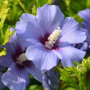 Live Rose of Sharon Plant Quart Potted Althea Shrub Zones 5-9