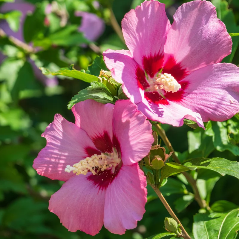 Live Rose of Sharon Plant Quart Potted Althea Shrub Zones 5-9