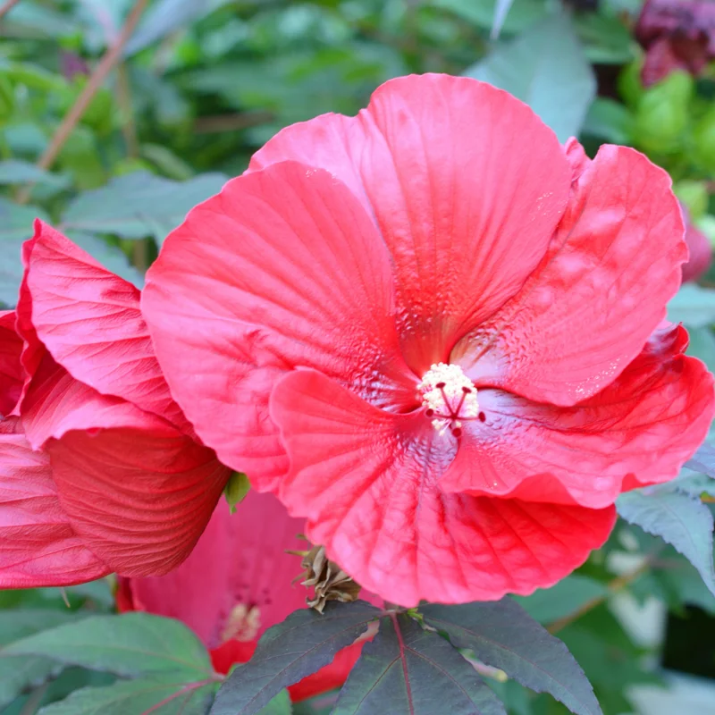 Live Rose of Sharon Plant Quart Potted Althea Shrub Zones 5-9