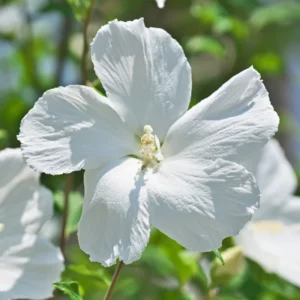 Live Rose of Sharon Plant Quart Potted Althea Shrub Zones 5-9