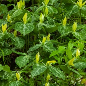 Trillium Bulbs 5 Pack | Spring Perennial Flower Bulbs | Zones 4-8