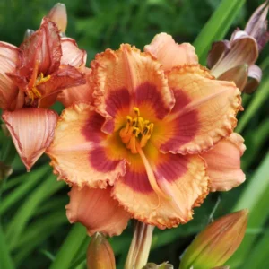 Reblooming Daylily Bulbs | Perennial Daylilies for Planting