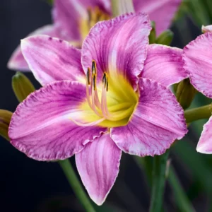 Reblooming Daylily Bulbs | Perennial Daylilies for Planting