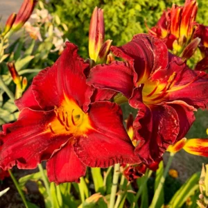 Reblooming Daylily Bulbs | Perennial Daylilies for Planting