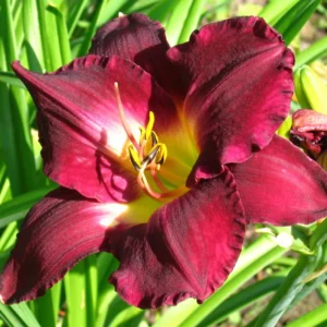 Reblooming Daylily Bulbs | Perennial Daylilies for Planting
