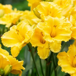 Reblooming Daylily Bulbs | Perennial Daylilies for Planting