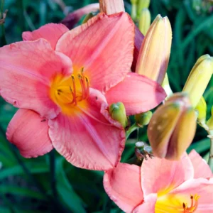 Reblooming Daylily Bulbs | Perennial Daylilies for Planting