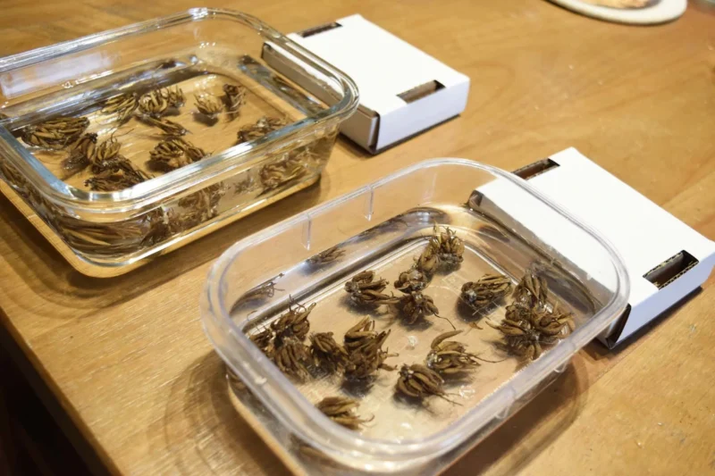 soak Ranunculus corms