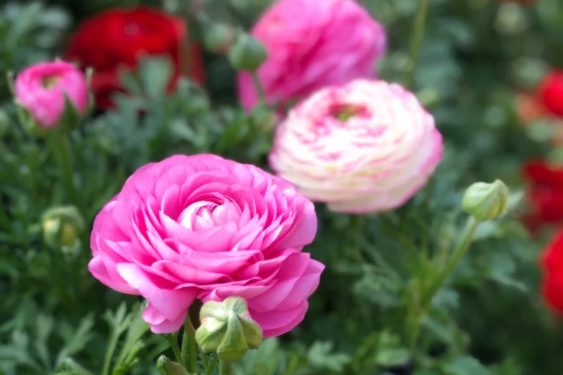 Ranunculus flowers
