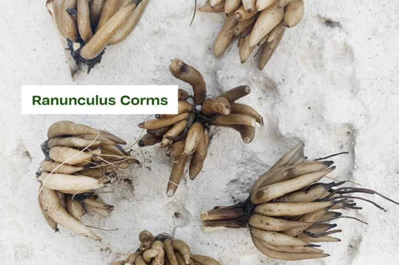 Growing Ranunculus in Pots, Ranunculus corms