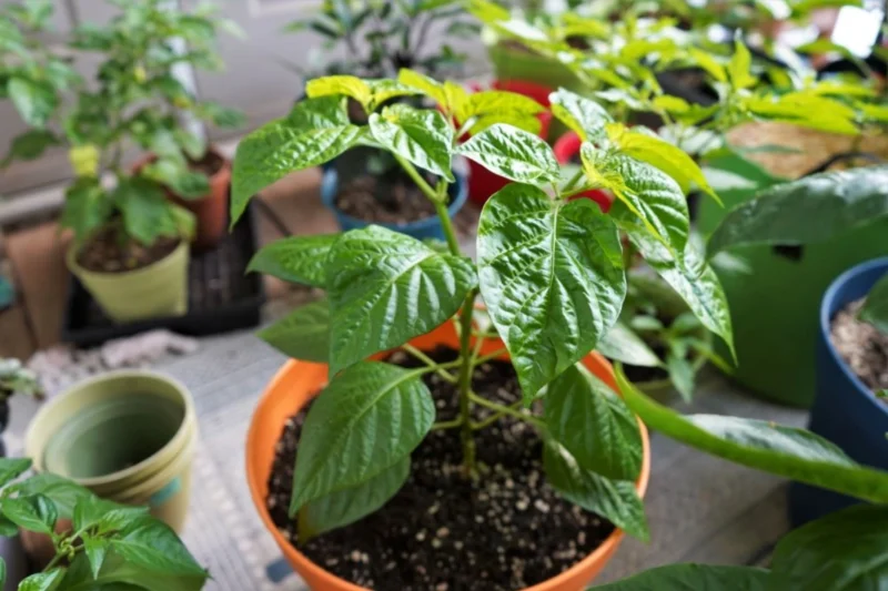 grow Scotch Bonnet Peppers at home
