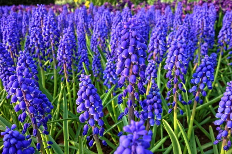 Grape Hyacinths (Muscari)