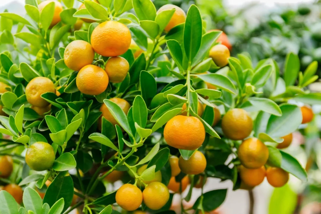 calamondin orange trees