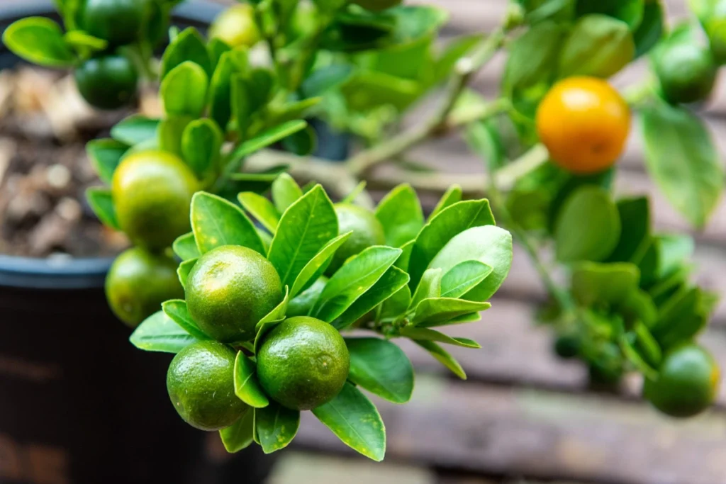 Calamansi Plant care