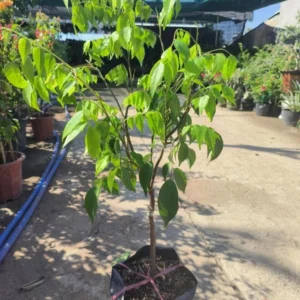 Starfruit Tree, Grafted Starfruit Tree That Already has Flowers (Sweet Starfruit) 3-4 Feet Tall. No Ship to CA and Hawaii.