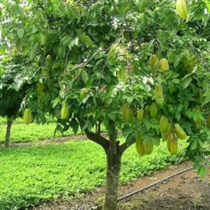 Starfruit Tree, Grafted Starfruit Tree That Already has Flowers (Sweet Starfruit) 3-4 Feet Tall. No Ship to CA and Hawaii.