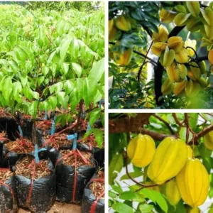 Starfruit Tree, Grafted Starfruit Tree That Already has Flowers (Sweet Starfruit) 3-4 Feet Tall. No Ship to CA and Hawaii.