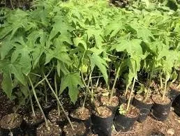 Red Lady Papaya Live Plant 3-4 Ft Tall, Well Rooted. No Ship to CA and Hawaii.