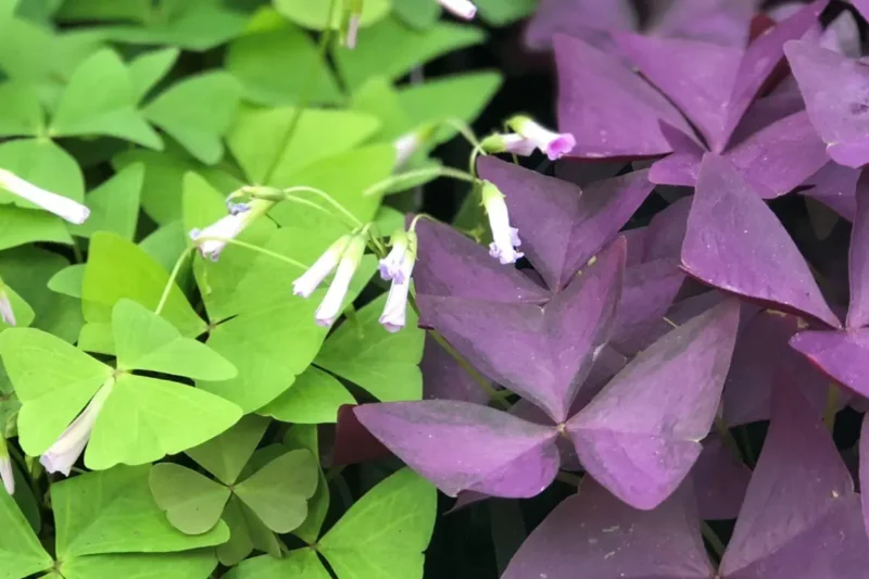 varieties of shamrock