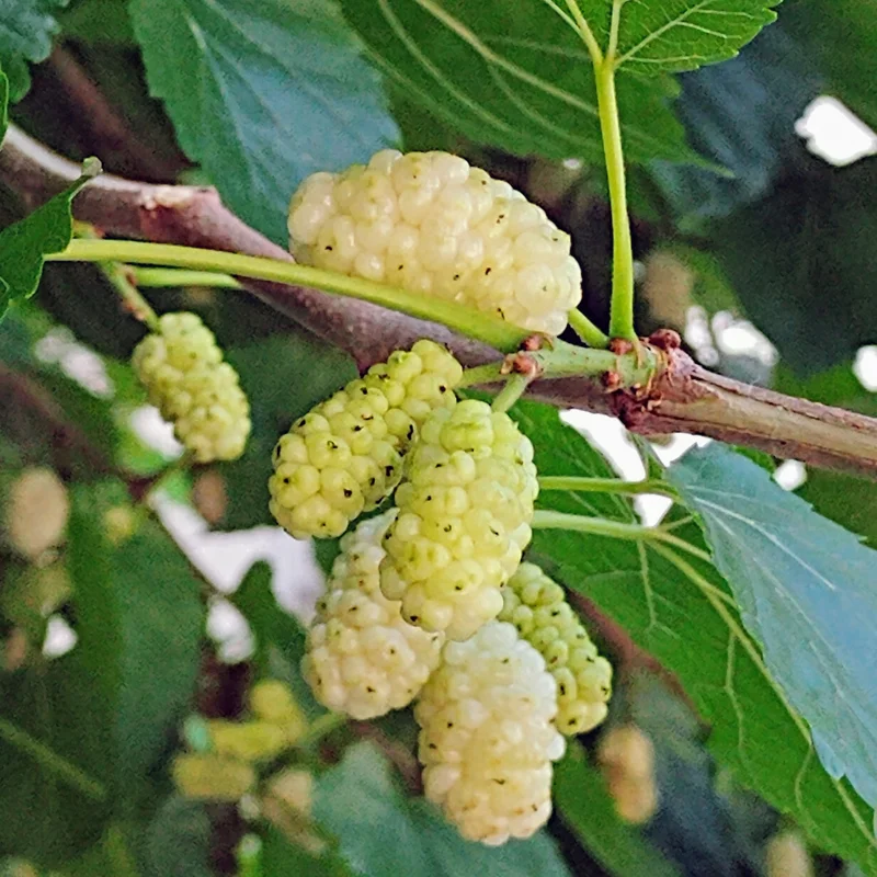 Mulberry Trees Live Plants - 1-2 Feet Tall - Fast Growing Hardy Trees