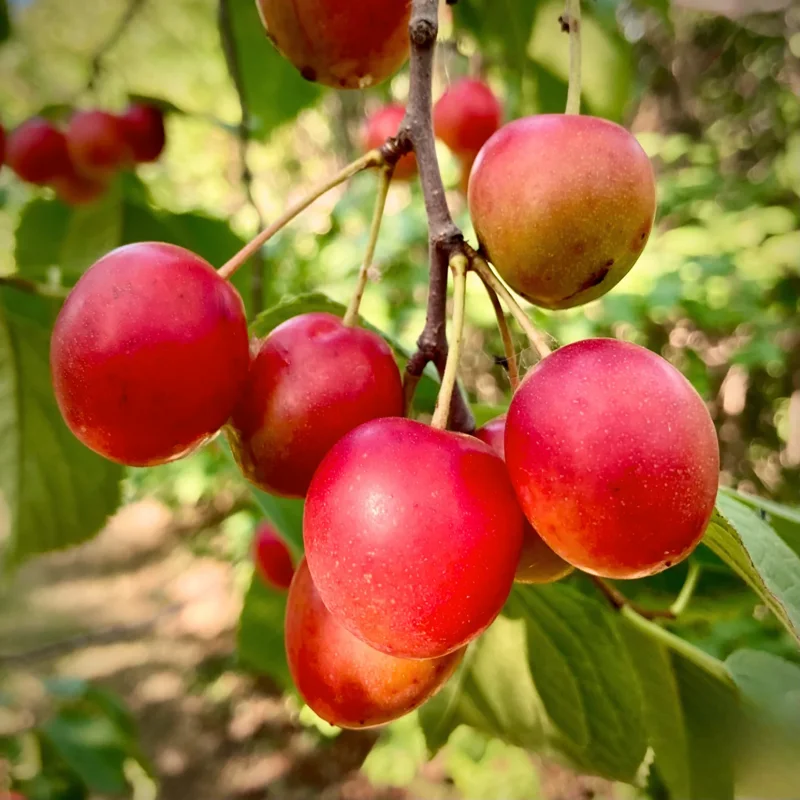 American Plum Tree Live - 2 Feet Bare Root Fruit Tree for Planting