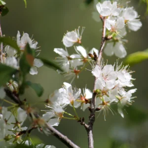 American Plum Tree Live - 2 Feet Bare Root Fruit Tree for Planting